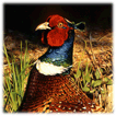 Spring Pheasant
